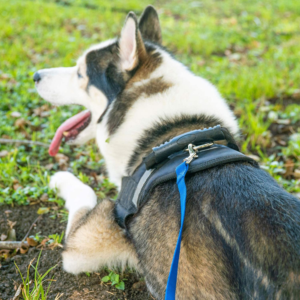 Dog/Puppy Obedience Recall Training Agility Lead - 15Ft 20Ft 30Ft 50Ft 100Ft Leash - Great for Play, Camping, or Backyard - Black