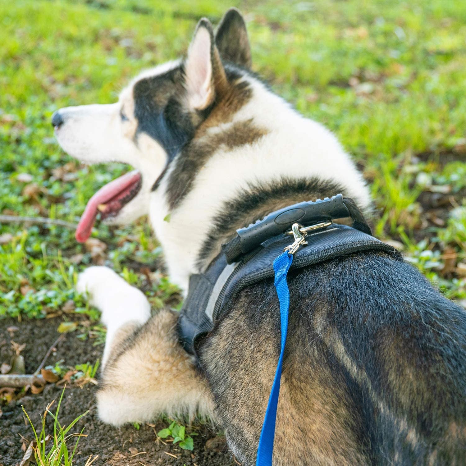 Dog/Puppy Obedience Recall Training Agility Lead - 15Ft 20Ft 30Ft 50Ft 100Ft Leash - Great for Play, Camping, or Backyard - Black