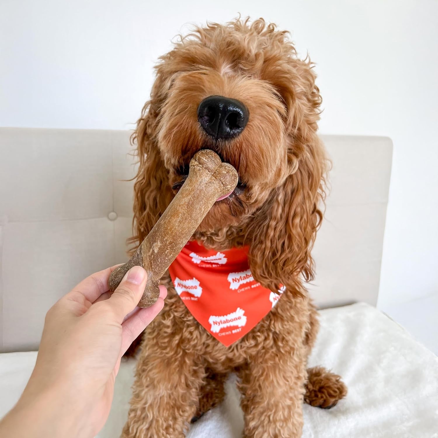 Healthy Edibles Natural Dog Chews Long Lasting Roast Beef Flavor Treats for Dogs, Medium/Wolf (2 Count)