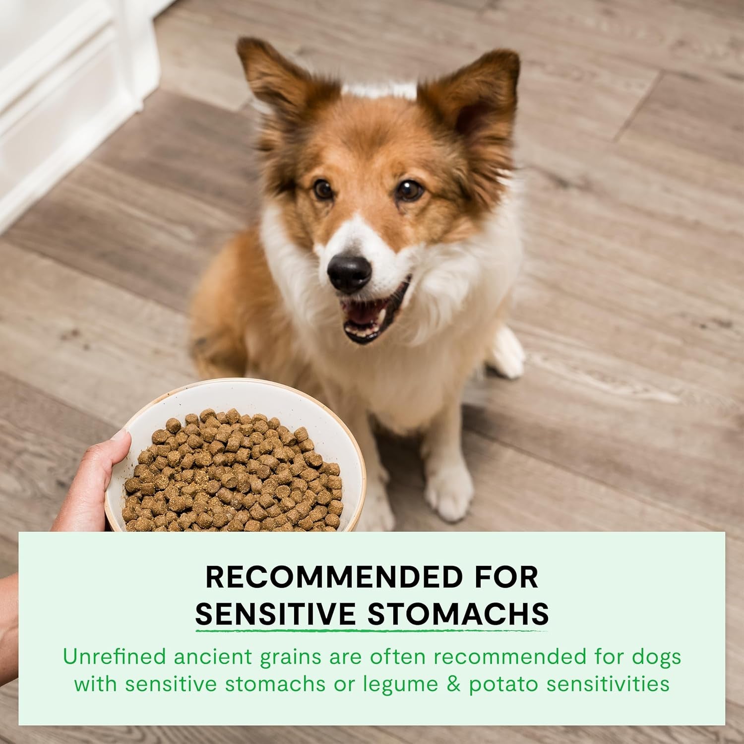 Ancient Grains Dry Dog Food, Pasture Raised Lamb Kibble, 22Lb Bag | All Life Stages, All Breed Sizes, Protein-Rich & Nutrient Dense, 100% Traceable Ingredients, Non-Gmo Fruits & Veggies.