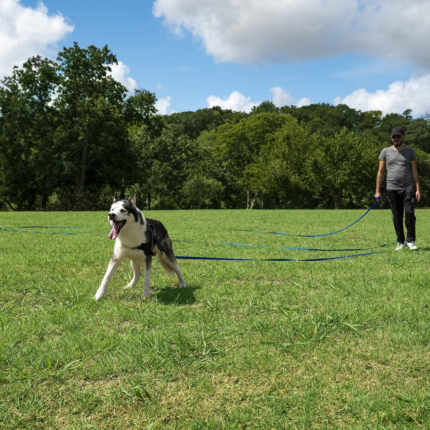 Dog/Puppy Obedience Recall Training Agility Lead - 15Ft 20Ft 30Ft 50Ft 100Ft Leash - Great for Play, Camping, or Backyard - Black